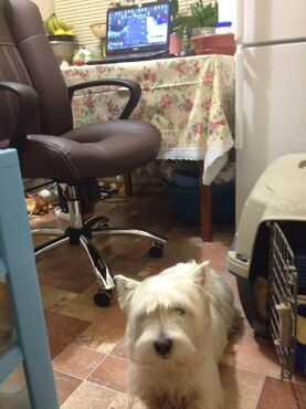 Кресло «Оксфорд» (OXFORD) (Натуральная чёрная кожа) в Ростове-на-Дону фото покупателя №1