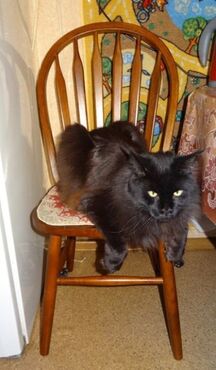 Стул обеденный 853 S (Дуб в красноту) в Ростове-на-Дону фото покупателя №2